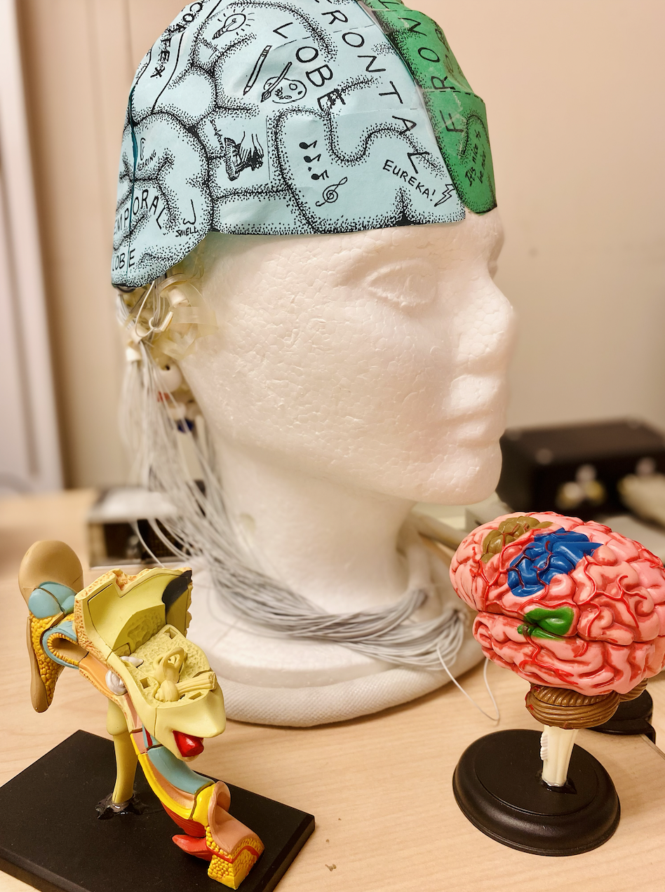 model of brain and ear