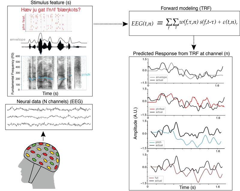 Schematic of EEG analysis to understand brain responses to continuous speech