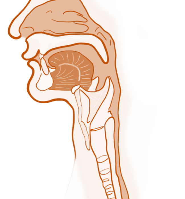 throat