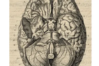 Brain