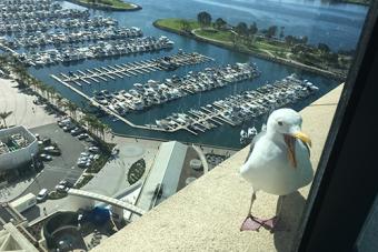 Seagull at the ARO conference