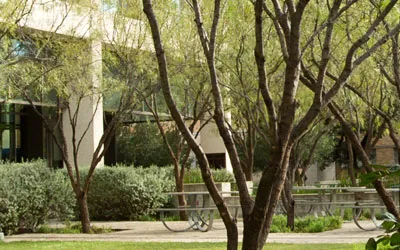 Trees outside Moody College